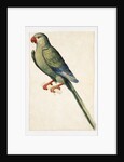 A Female Ring-Necked Parakeet by Anonymous