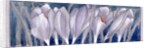 Crocus by Charles Robert Ashbee
