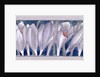 Crocus by Charles Robert Ashbee