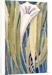 Lily by Charles Robert Ashbee