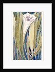 Lily by Charles Robert Ashbee