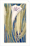 Lily by Charles Robert Ashbee