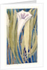 Lily by Charles Robert Ashbee