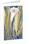 Lily by Charles Robert Ashbee