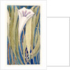 Lily by Charles Robert Ashbee