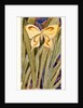Yellow Butterfly by Anonymous