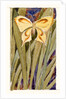 Yellow Butterfly by Anonymous