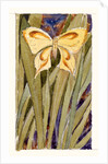 Yellow Butterfly by Anonymous