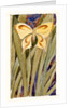 Yellow Butterfly by Anonymous