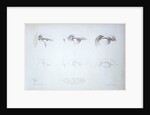 Cours Préparatoire, depicting images of eyes by Anonymous