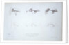 Cours Préparatoire, depicting images of eyes by Anonymous