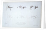 Cours Préparatoire, depicting images of eyes by Anonymous