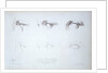 Cours Préparatoire, depicting images of eyes by Anonymous