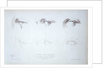 Cours Préparatoire, depicting images of eyes by Anonymous