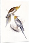 New Holland Parakeet by Edward Lear