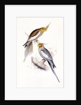 New Holland Parakeet by Edward Lear