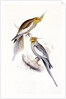 New Holland Parakeet by Edward Lear