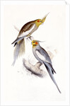 New Holland Parakeet by Edward Lear