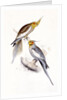 New Holland Parakeet by Edward Lear