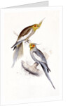 New Holland Parakeet by Edward Lear