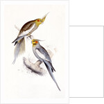 New Holland Parakeet by Edward Lear