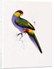 Red Capped Parakeet by Edward Lear