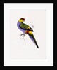 Red Capped Parakeet by Edward Lear