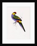 Red Capped Parakeet by Edward Lear