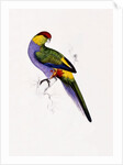 Red Capped Parakeet by Edward Lear