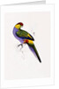 Red Capped Parakeet by Edward Lear