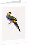 Red Capped Parakeet by Edward Lear