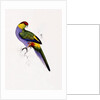Red Capped Parakeet by Edward Lear