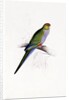 Red Capped Parakeet by Edward Lear