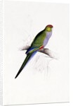 Red Capped Parakeet by Edward Lear