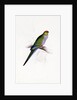 Red Capped Parakeet by Edward Lear