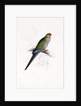 Red Capped Parakeet by Edward Lear