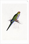 Red Capped Parakeet by Edward Lear