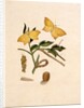 Two Yellow Butterflies by Unknown