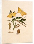 Two Yellow Butterflies by Unknown