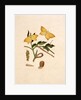 Two Yellow Butterflies by Unknown