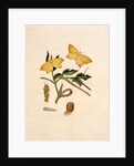 Two Yellow Butterflies by Unknown