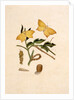Two Yellow Butterflies by Unknown