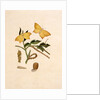 Two Yellow Butterflies by Unknown