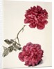 Dark Pink Peony by Unknown