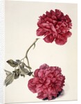 Dark Pink Peony by Unknown
