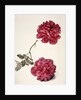 Dark Pink Peony by Unknown