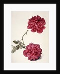 Dark Pink Peony by Unknown
