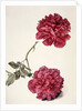 Dark Pink Peony by Unknown