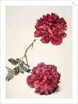 Dark Pink Peony by Unknown