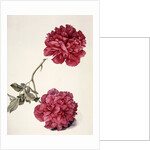 Dark Pink Peony by Unknown